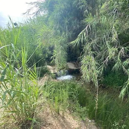 Calm Jungle Near Valencia *